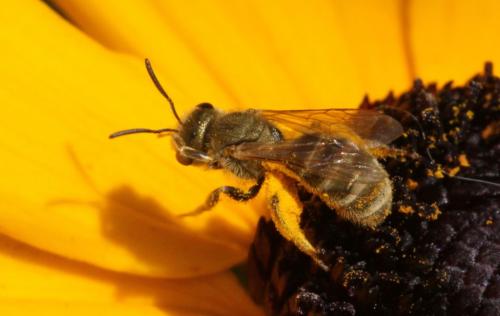 Seladonia sp.